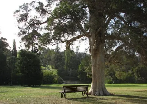 baum.jpg